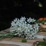 onion blossom, rosemary, salmon sandwiches