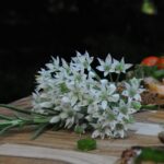 onion blossom, rosemary, salmon sandwiches