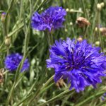 Rukkilill, blue cornflower