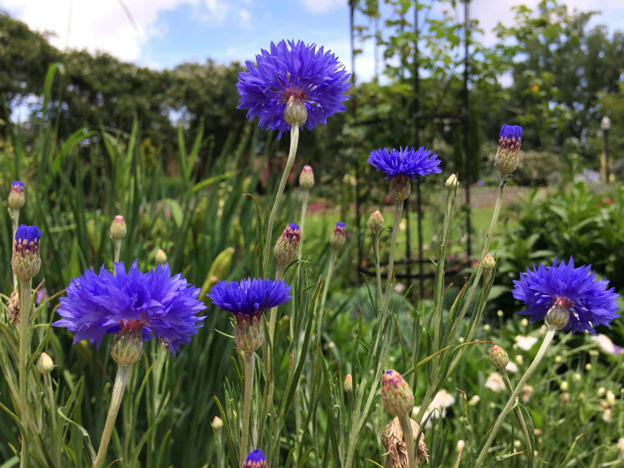 cornflower field