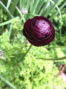 single purple flowerr